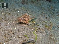 Sea Robin